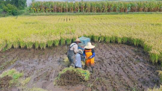 航拍西部秋收时用传统方式收割稻谷视频素材模板下载