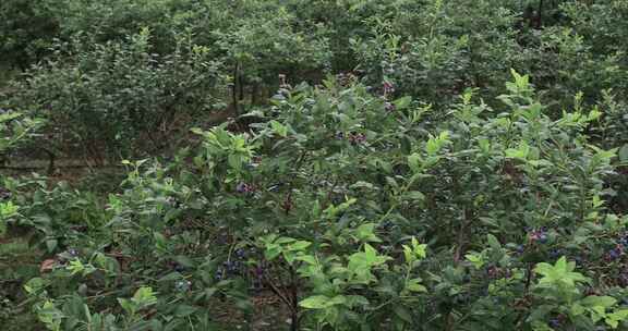 大型蓝莓种植基地采摘蓝莓 常州溧阳曹山