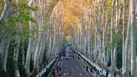 南京秋天 梧桐大道 陵园路