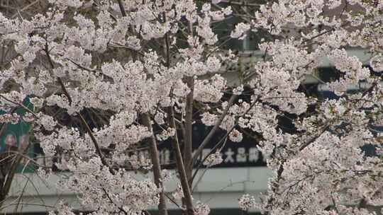 威海高区世昌大道樱花大道春风樱花