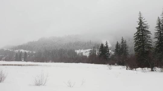 松林里的草原雪