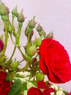 盛开的玫瑰花蕾