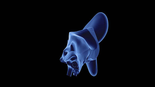 耳朵 耳道 结构 医学 耳蜗视频素材模板下载