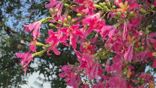 红色异木棉花 粉红色异木棉花 0075