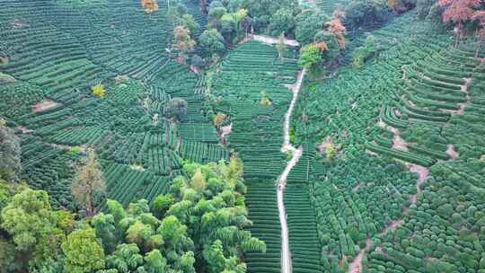 唯美杭州西湖龙井茶文化景区航拍茶园地茶叶