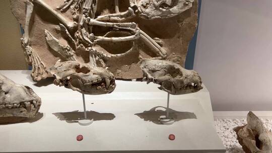 海洋生物古生物恐龙化石