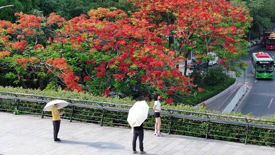 中国广东省广州市白云区白云大道南凤凰花