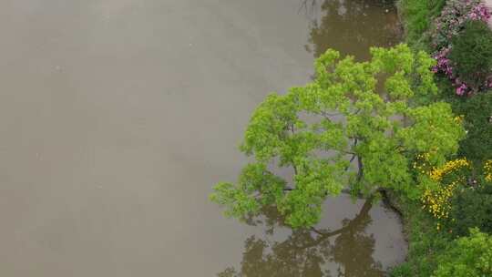 武汉黄陂区香草花园航拍