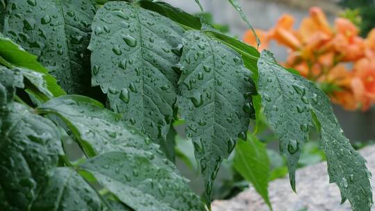 慢镜头特写雨中的凌霄花