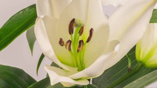 盛开的白百合花
