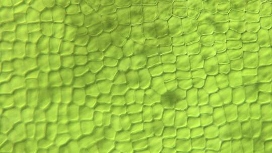生命科学素材 藻类石莼细胞