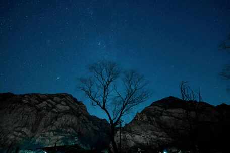 一棵枯树，一夜流星