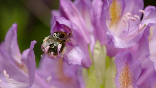 大黄蜂在花上采蜜视频素材模板下载