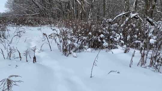 森林雪地树木风光