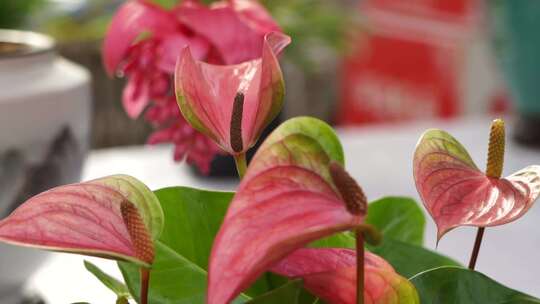 花烛 红鹅掌 红掌 花卉植物 鲜花 观赏