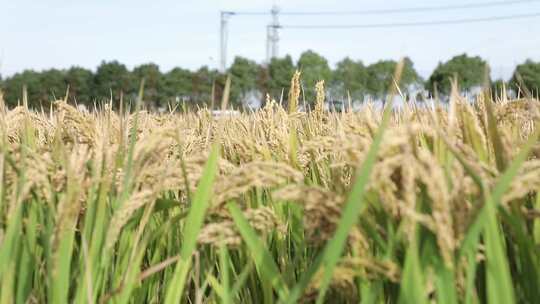 中午蓝天白云下大丰收的稻田