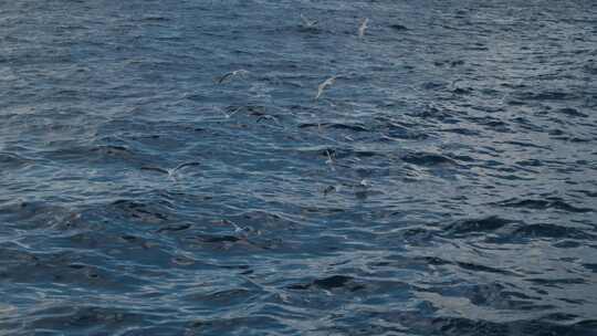 海鸥在海面飞翔升格