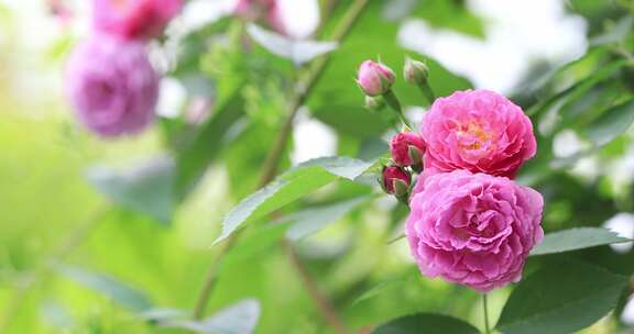 居民小区院墙上的蔷薇花开