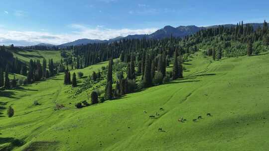 新疆伊犁那拉提草原森林航拍自然景观