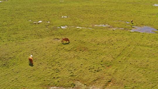 中国新疆巴音布鲁克草原与牛群