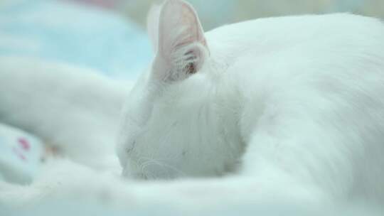 白色猫咪舔毛宠物饲养喂养清理护理卫生视频素材模板下载