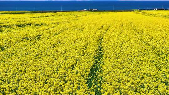 2024年青海湖油菜花航拍素材