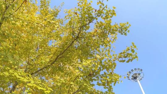 生态秋天美丽银杏树