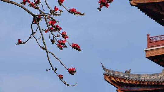 春风中摇曳的木棉花和古建筑