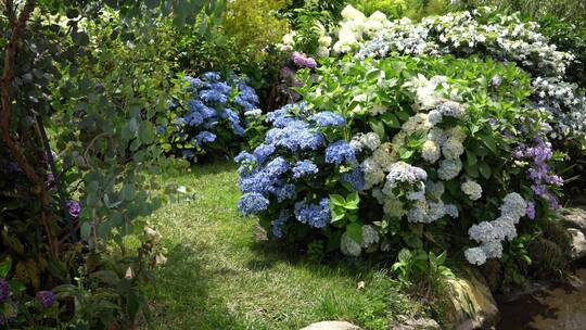 【精品】绣球花花园公园景区景点