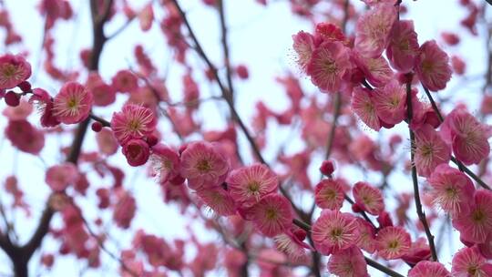 春季红色梅花景观