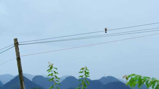 丛林里一只站在电线上的小鸟视频素材模板下载
