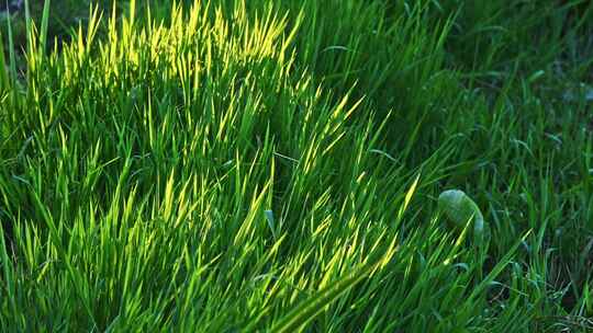 夏季早晨阳光下的绿色小草