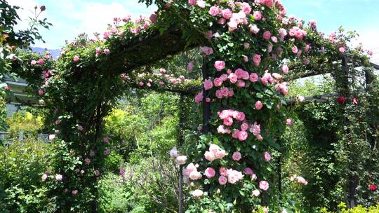 月季花玫瑰花花园公园植物园