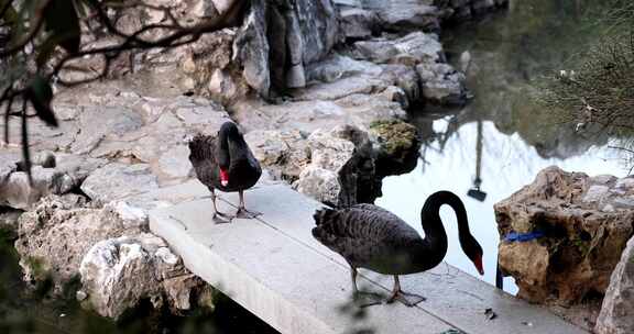 江南园林瞻园池塘边整理羽毛的黑天鹅