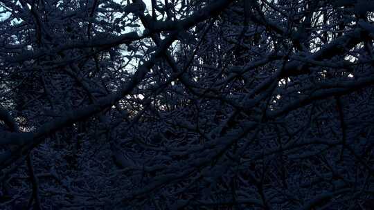 冬天白雪覆盖的森林里延时摄影