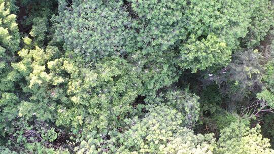 湖面绿色森林飞鸟绿色生态自然环境植被航拍视频素材模板下载