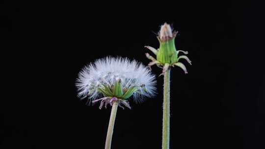 蒲公英白色冠毛绒球头状花序种子成熟展开