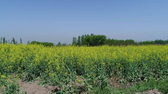 油菜花航拍