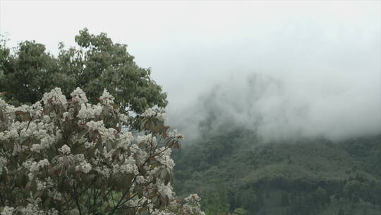 旅游景区 黄山春季 云雾环绕 流动 桃花