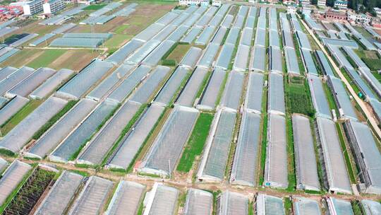 新农村蔬菜基地视频素材模板下载