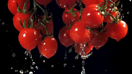 从成熟的番茄中滴下的水滴