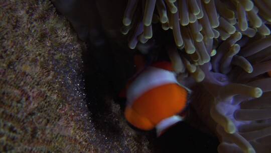 海底的小丑鱼和珊瑚特写