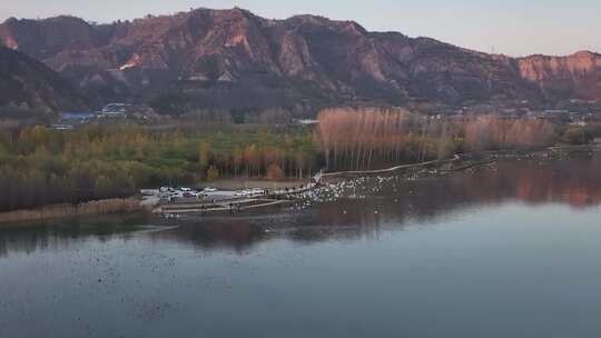 山西平陆大天鹅景区