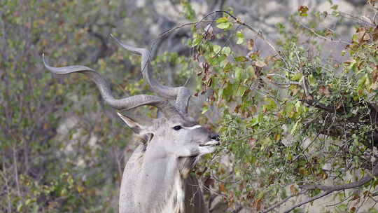 大库杜（Tragelaphus stre