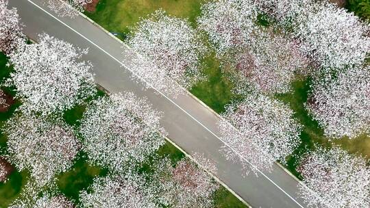 樱花满园背景