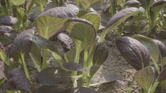 植物嫩苗紫罗兰油菜温室微距拍摄LOG素材视频素材模板下载