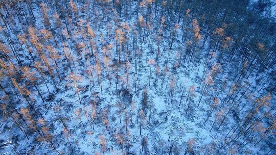 航拍雪域雪原松林红树梢