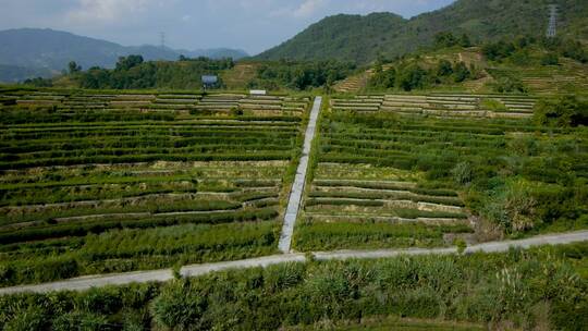 茶山茶叶铁观音泡茶福建泉州安溪梯田茶田08视频素材模板下载