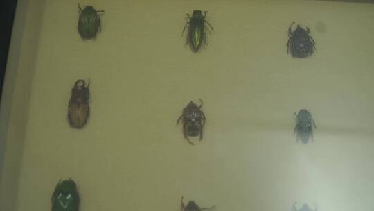 金龟子蟑螂甲壳虫昆虫标本展览视频素材模板下载