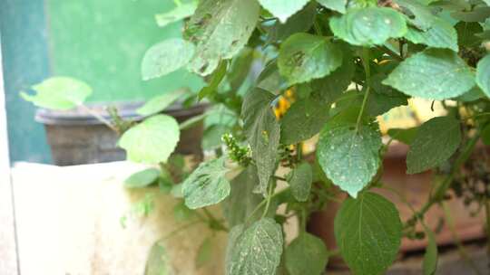 紫苏属 观赏 植物 草本植物 植物 绿植 紫苏